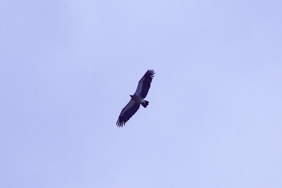 White-backed Vulture - ML647891271