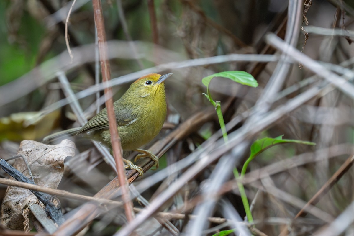 Rufous-capped Babbler - ML647891273