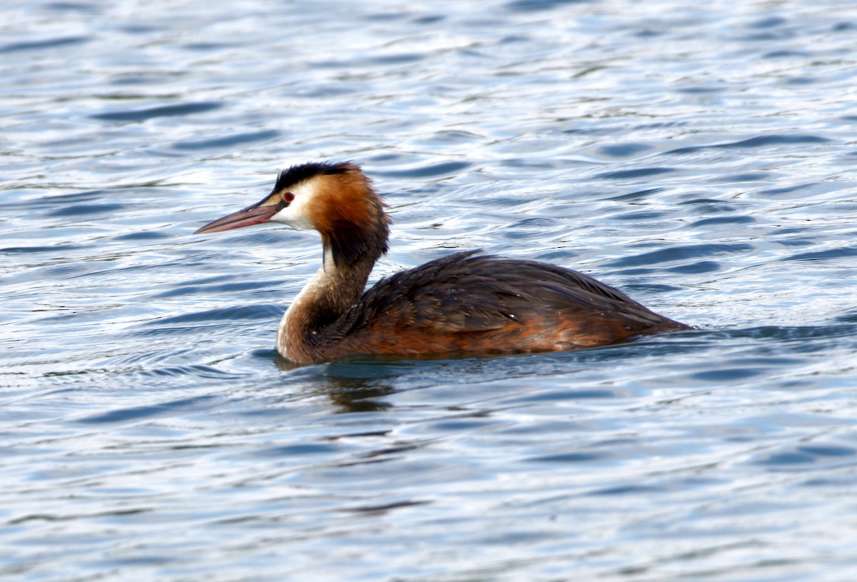 Great Crested Grebe - ML647891276