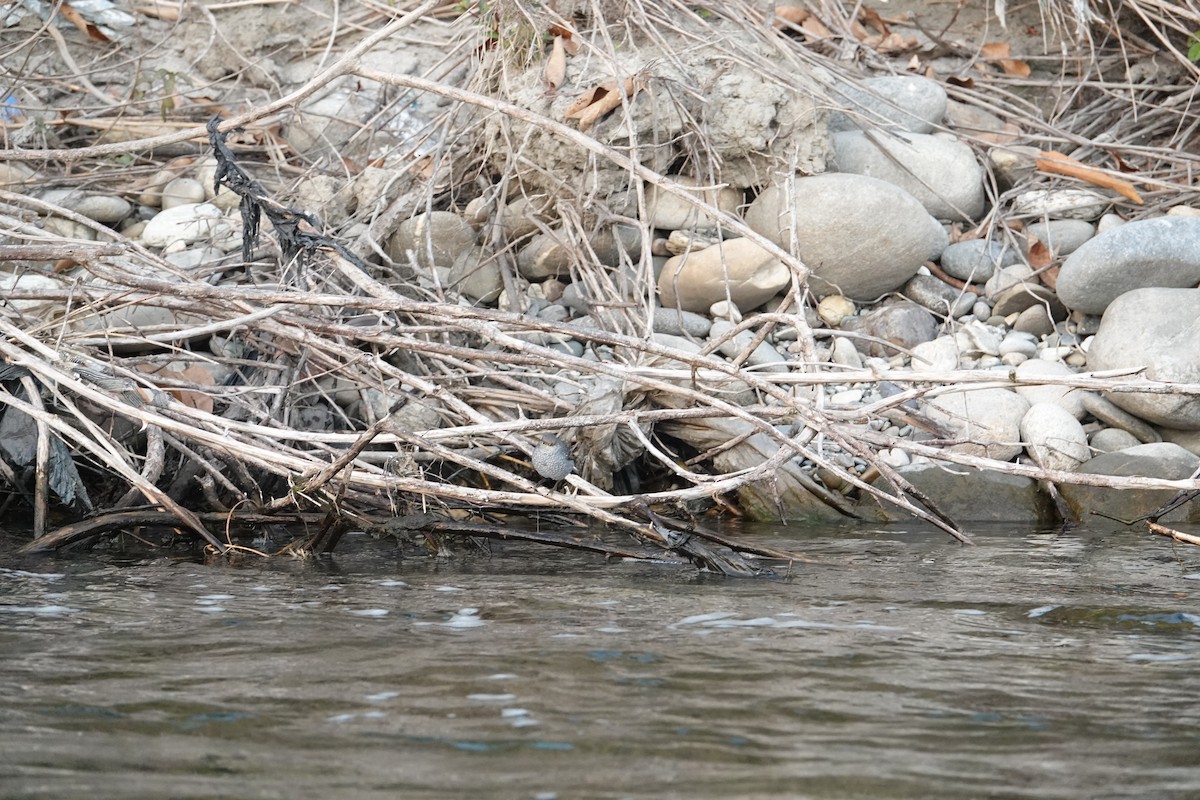 Plumbeous Redstart - ML647891277