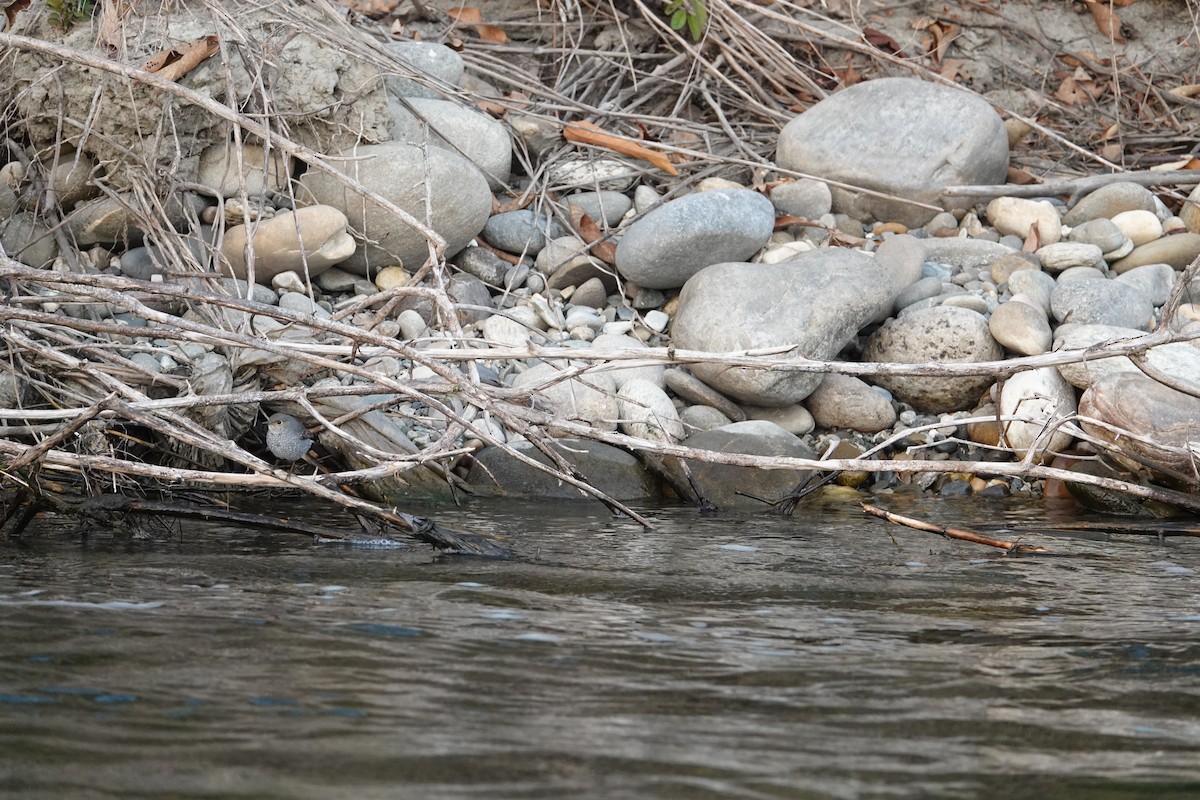 Plumbeous Redstart - ML647891278
