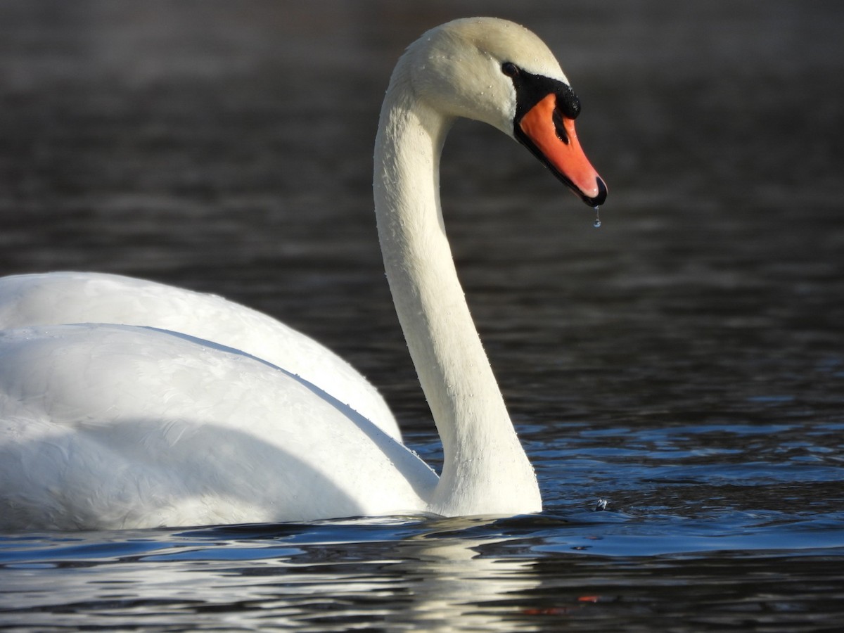 Mute Swan - ML647891279