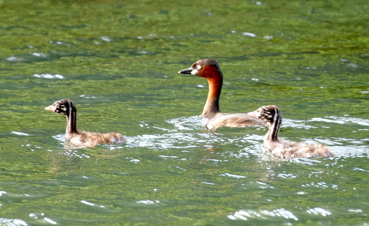Little Grebe - ML647891280