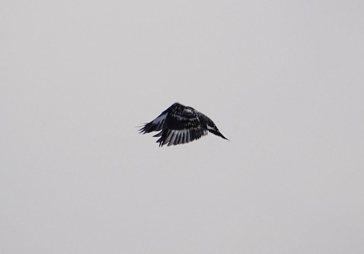 Pied Kingfisher - ML647891281