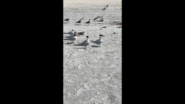 Королевская крачка - ML647891282