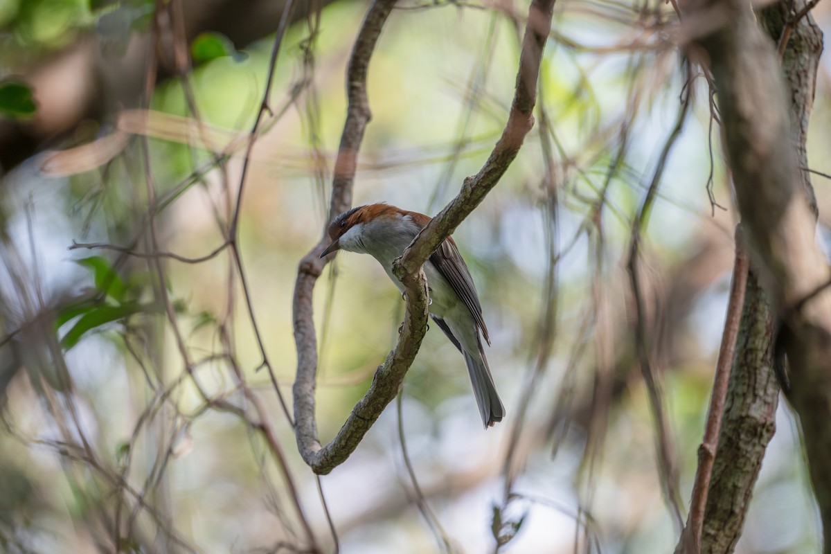 Chestnut Bulbul - ML647891283