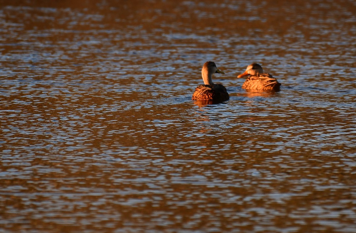 Mottled Duck - ML647891284