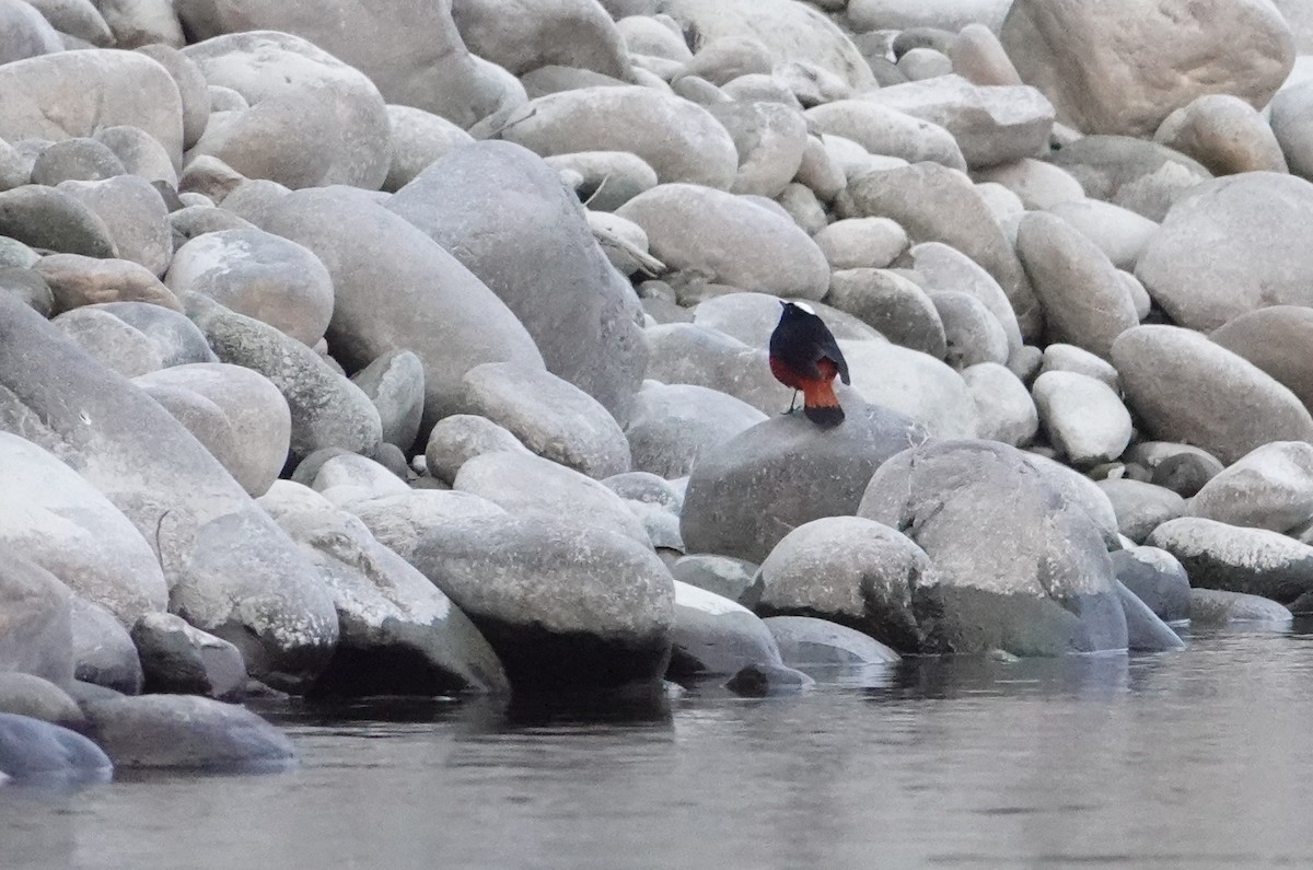 White-capped Redstart - ML647891285