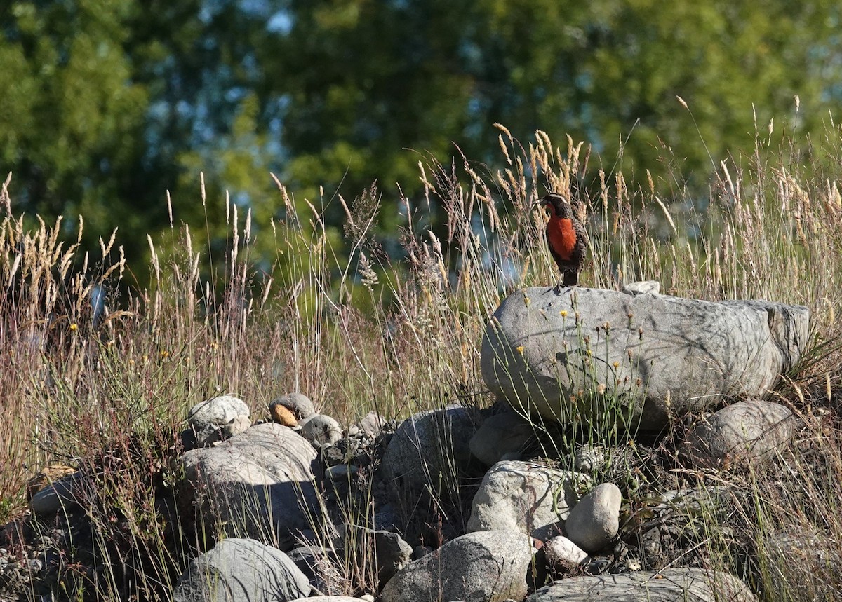Long-tailed Meadowlark - ML647891286