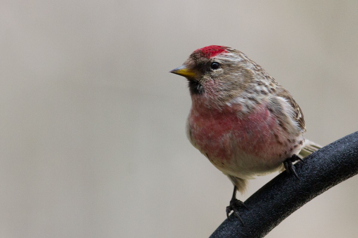 Redpoll (Common) - ML647891288