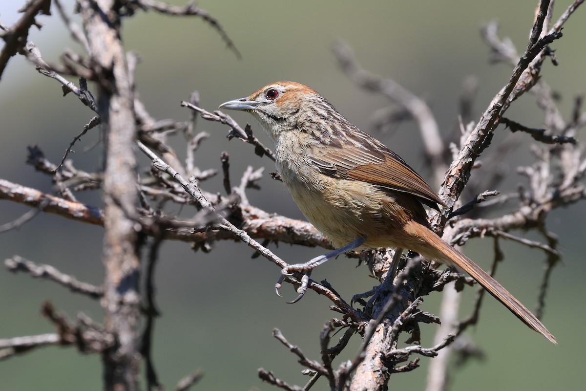 Cape Grassbird - ML647891289