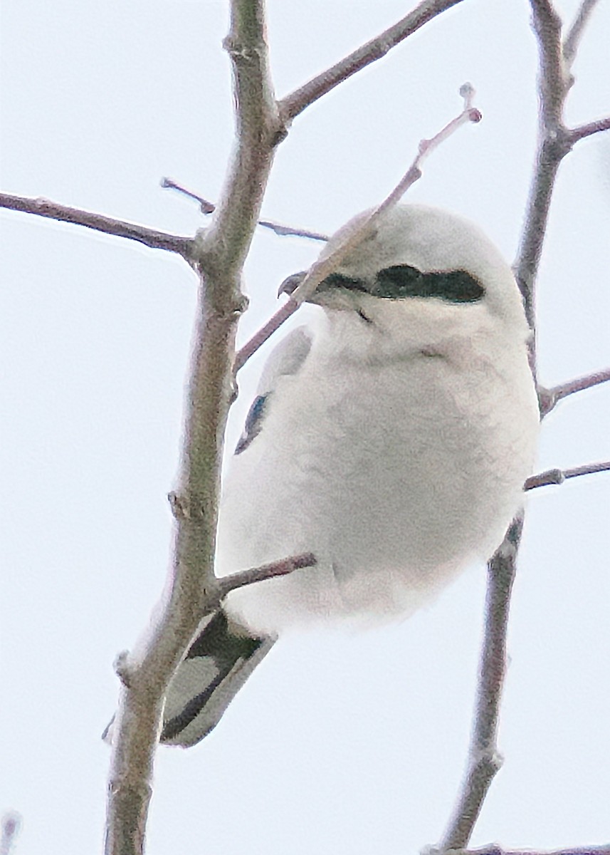 Northern Shrike - ML647891297