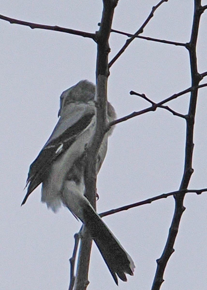 Northern Shrike - ML647891298