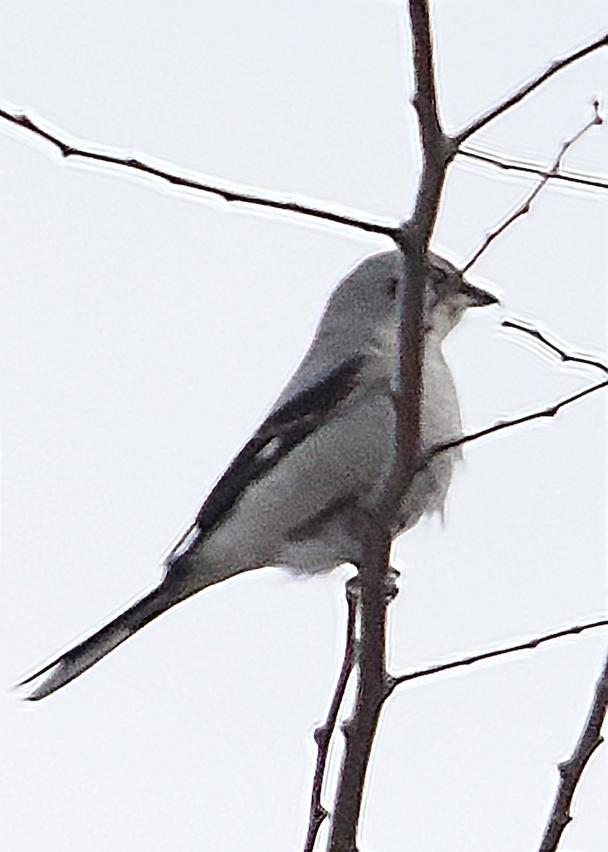 Northern Shrike - ML647891299