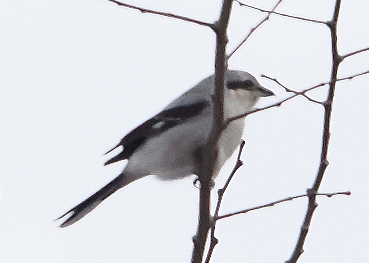 Northern Shrike - ML647891300