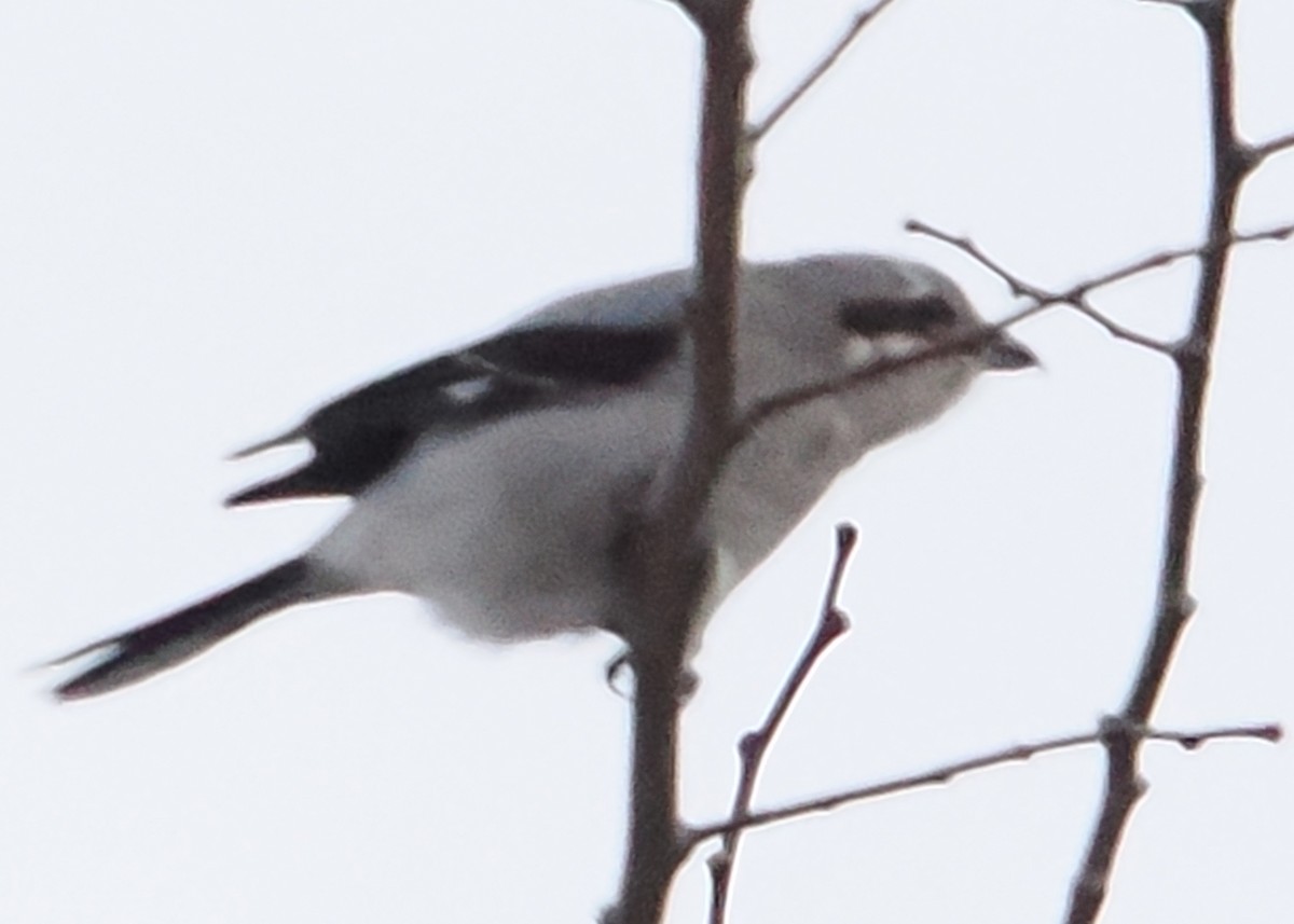 Northern Shrike - ML647891301