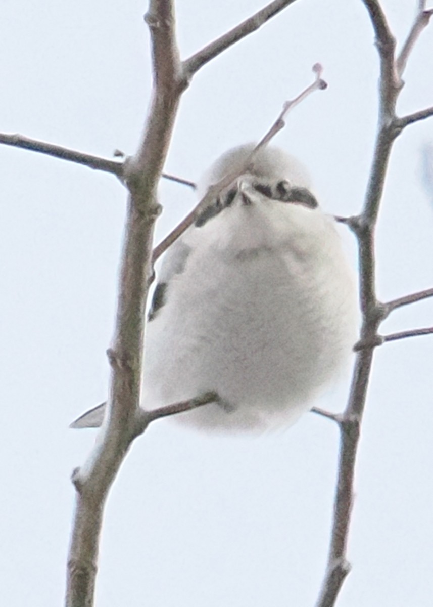 Northern Shrike - ML647891302