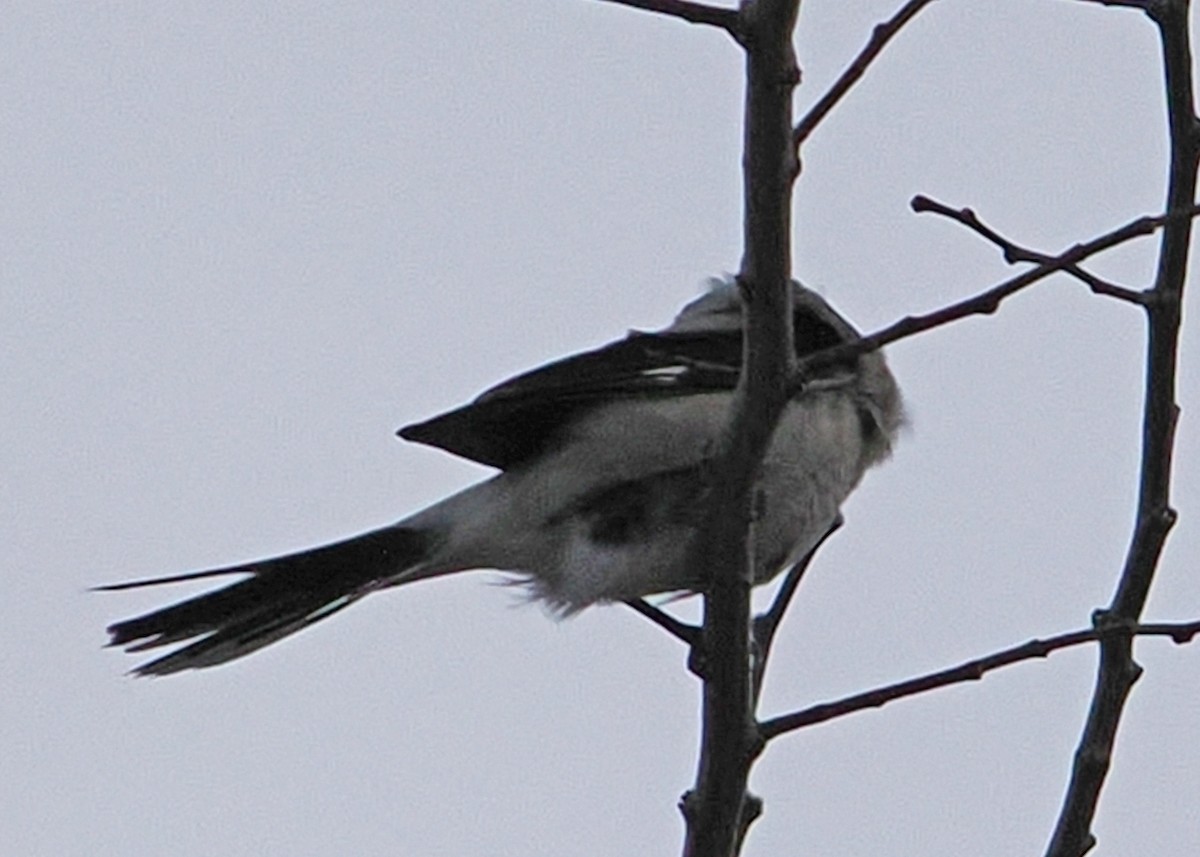 Northern Shrike - ML647891303
