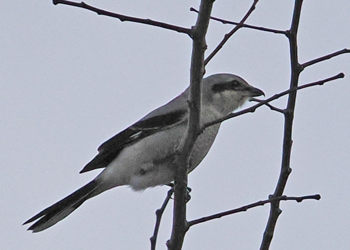Northern Shrike - ML647891304