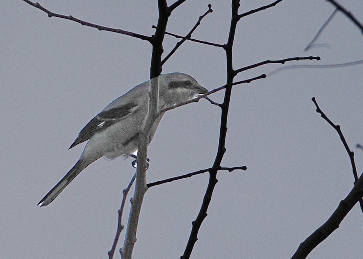Northern Shrike - ML647891305