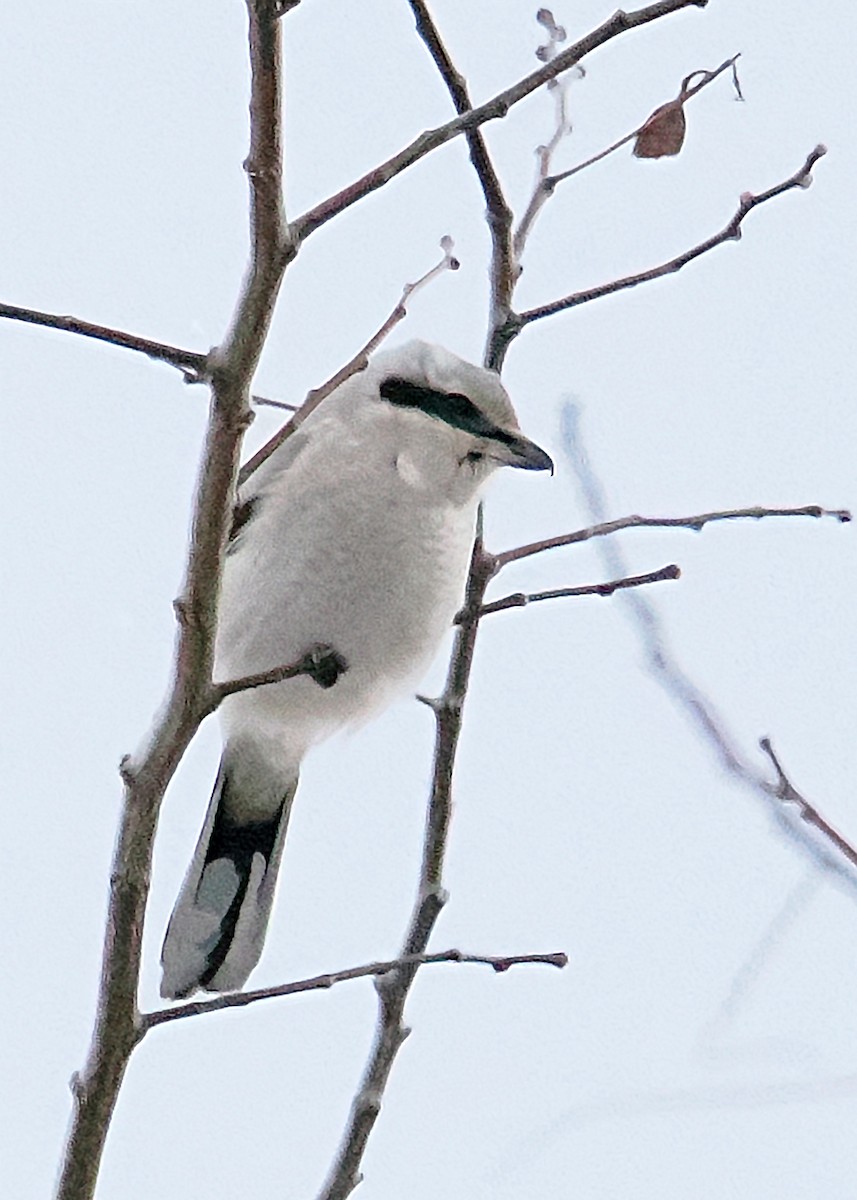 Northern Shrike - ML647891306
