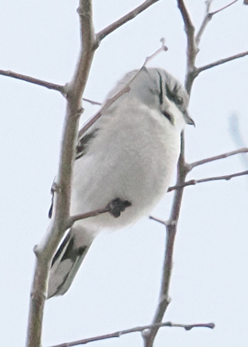Northern Shrike - ML647891307