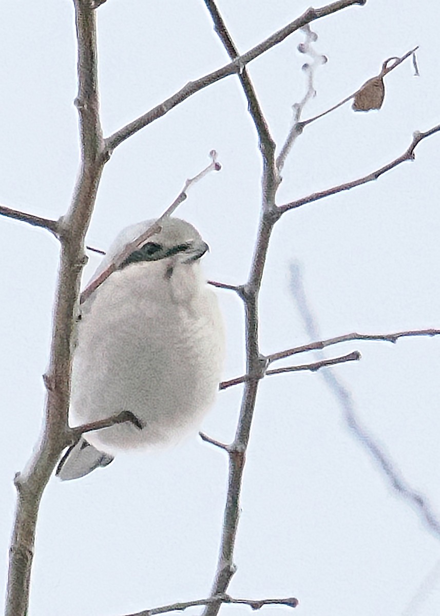 Northern Shrike - ML647891308