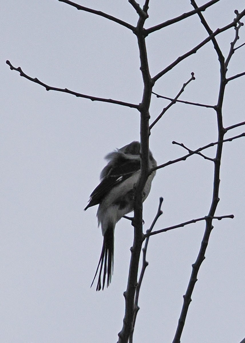 Northern Shrike - ML647891309