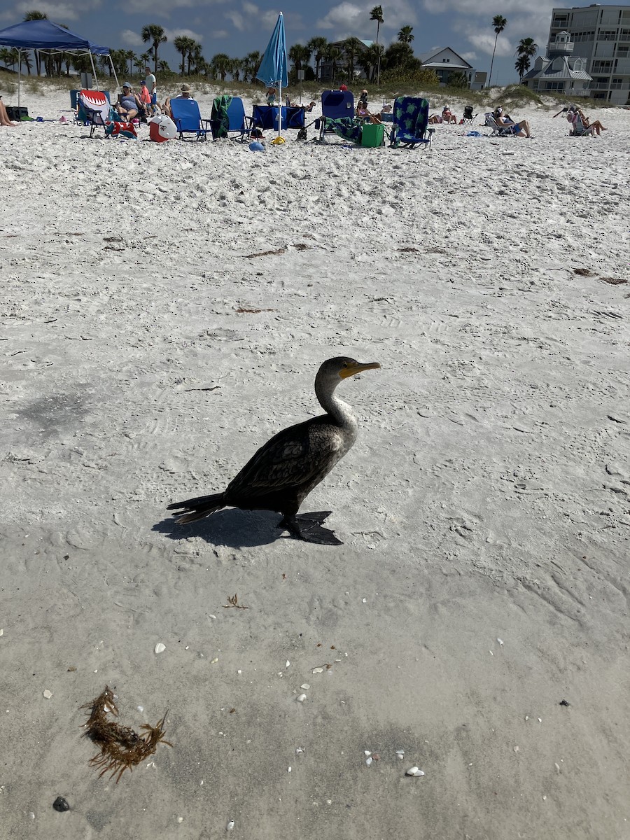 Double-crested Cormorant - ML647891311