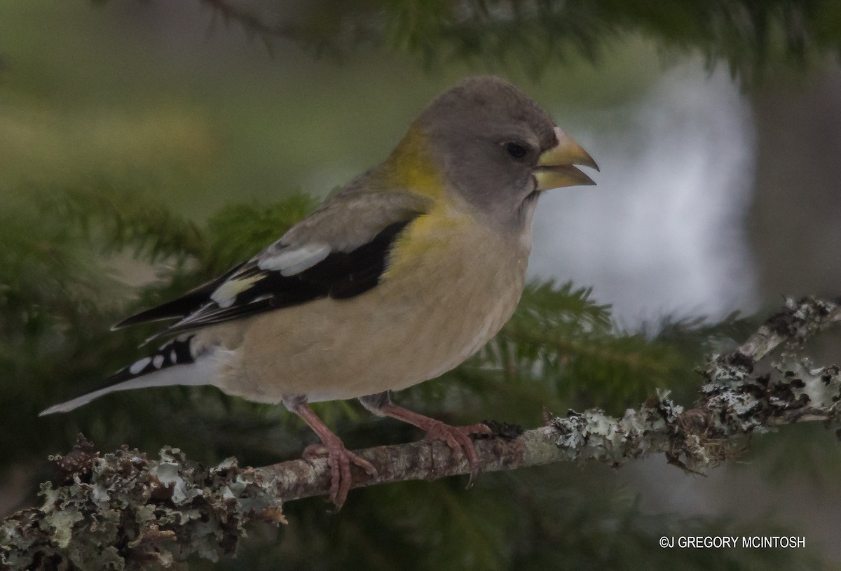 Evening Grosbeak - ML647891312