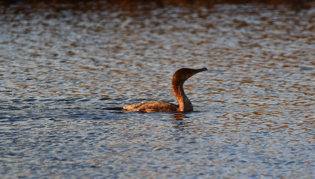 Double-crested Cormorant - ML647891313
