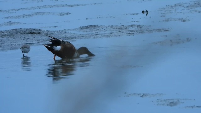 Northern Shoveler - ML647891333
