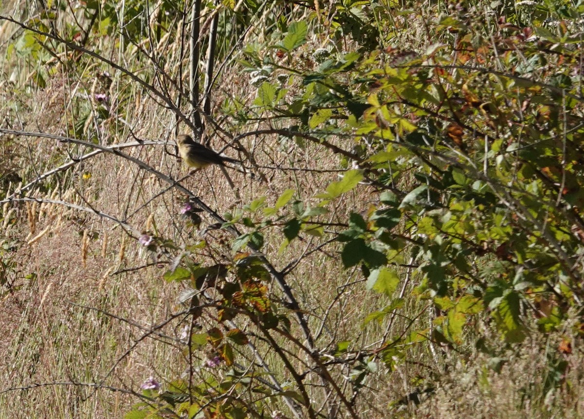Grassland Yellow-Finch - ML647891370