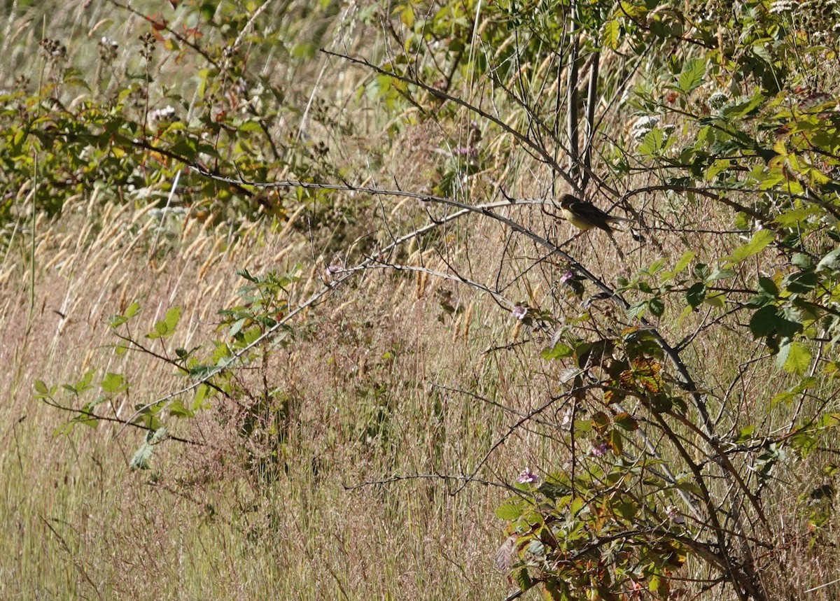 Grassland Yellow-Finch - ML647891372