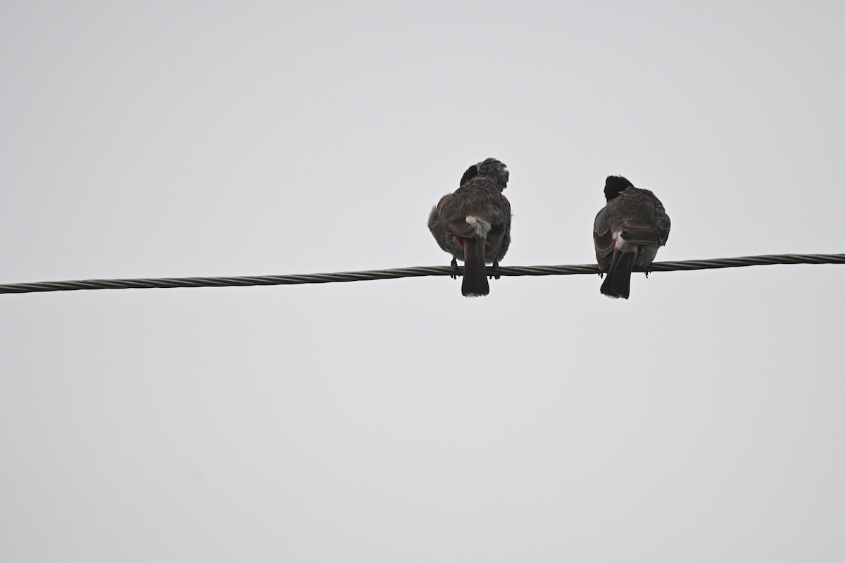 Red-vented Bulbul - ML647891379