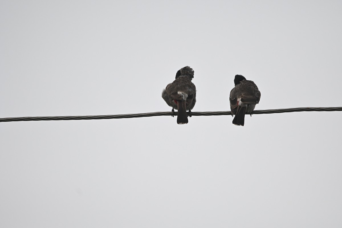 Red-vented Bulbul - ML647891380