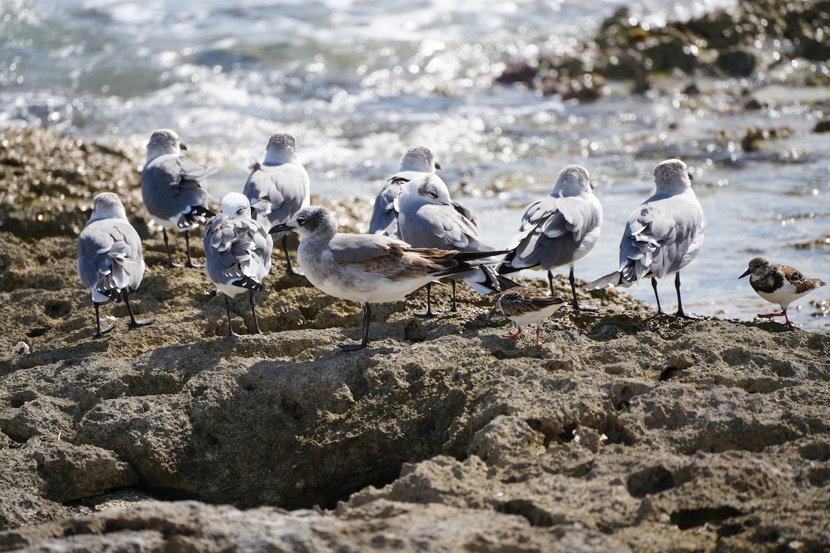 Laughing Gull - ML647891381