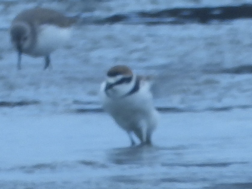 Siberian Sand-Plover - ML647891383