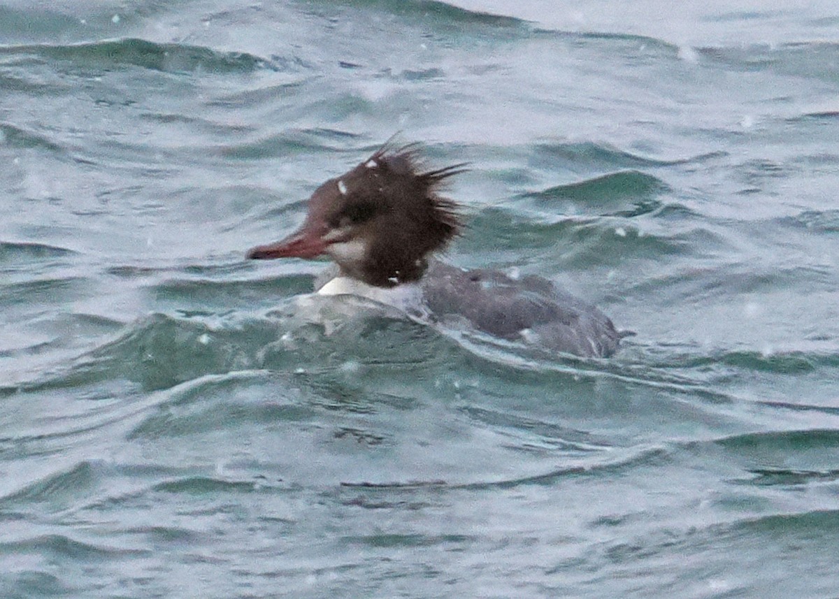 Common Merganser - ML647891385