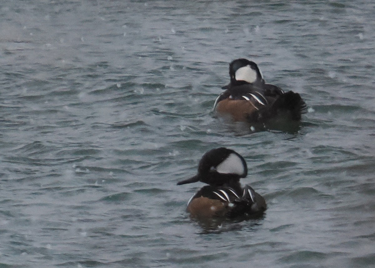 Hooded Merganser - ML647891386