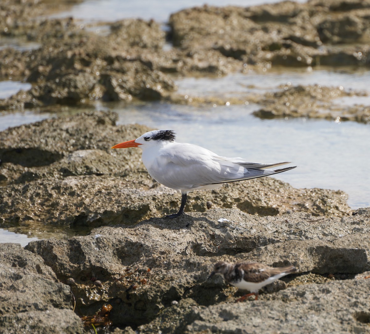 Royal Tern - ML647891387