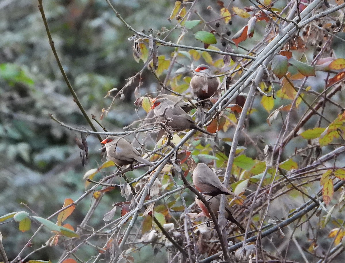 Common Waxbill - ML647891389
