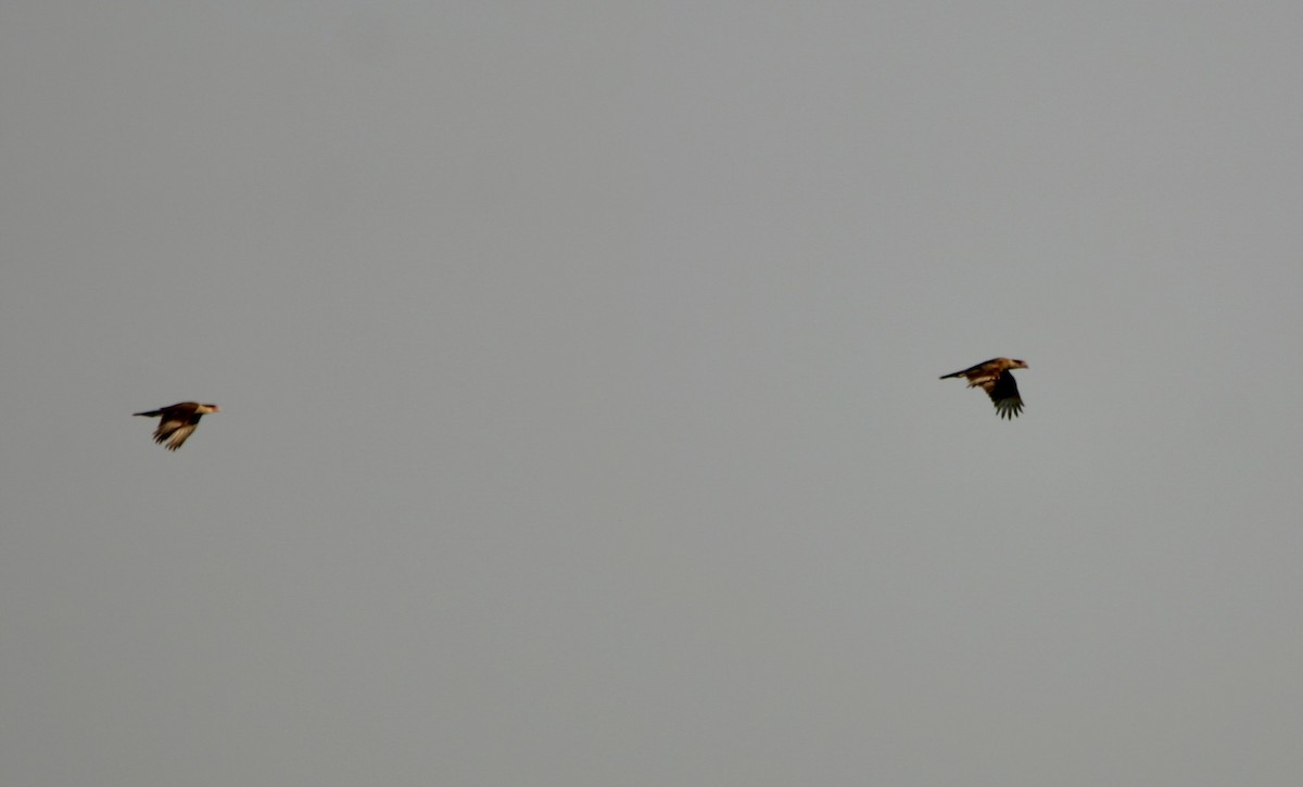 Crested Caracara (Northern) - ML647891393