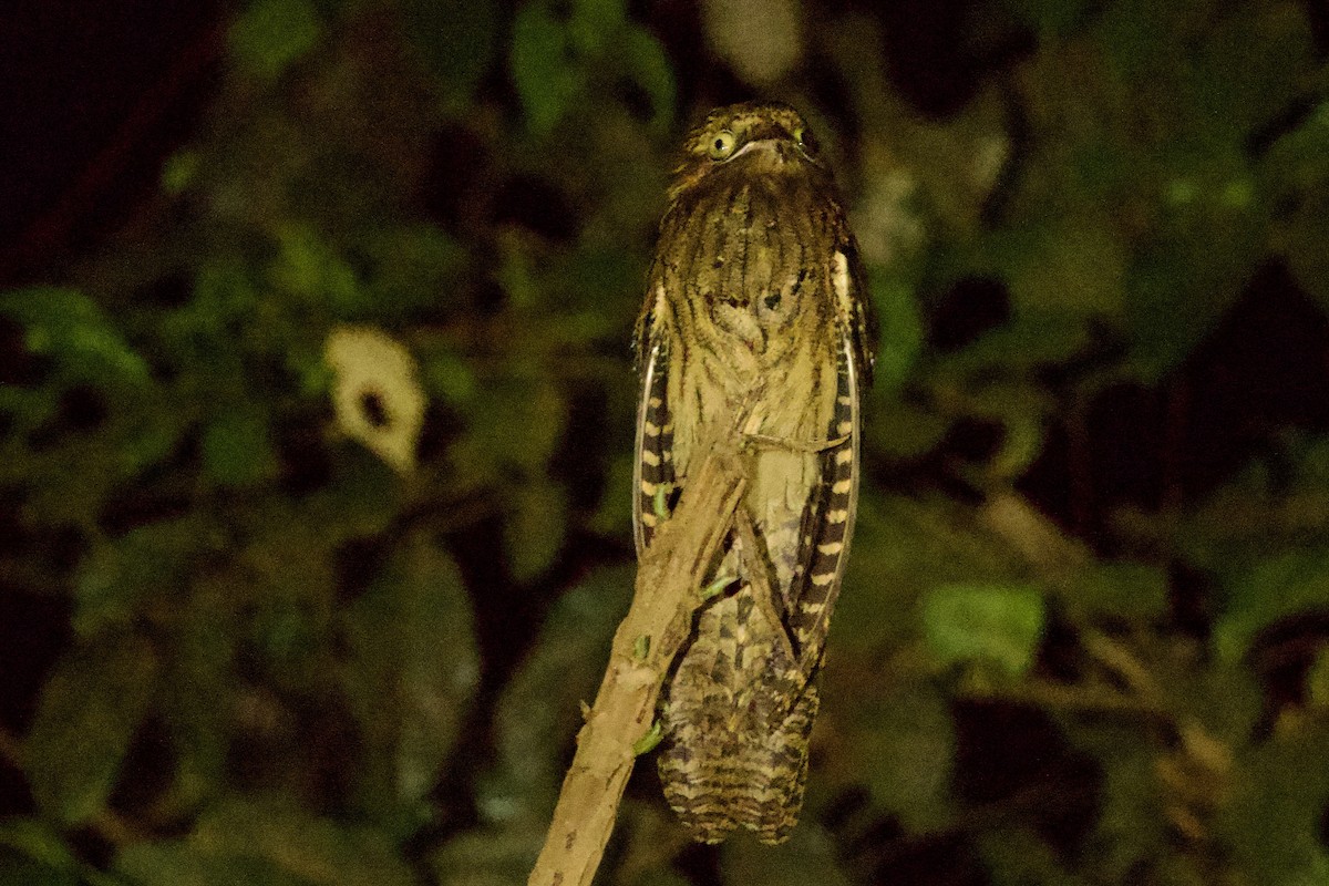 Long-tailed Potoo - ML647891397