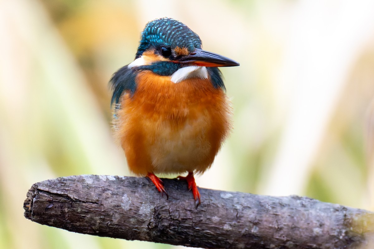 Common Kingfisher - ML647891399