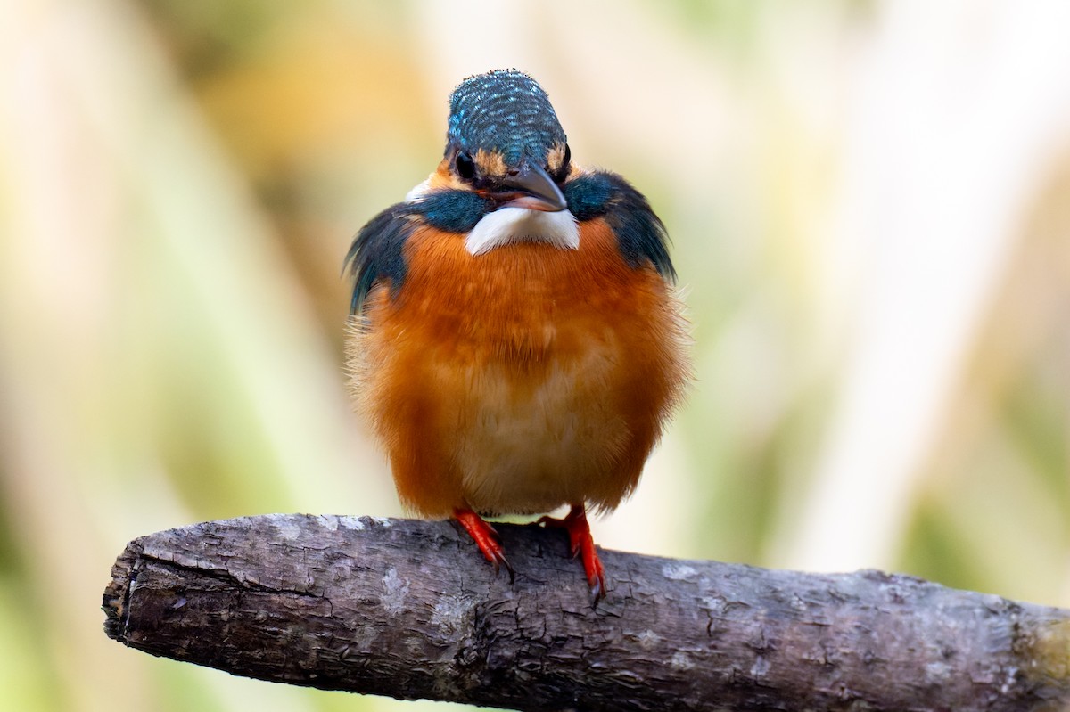 Common Kingfisher - ML647891400