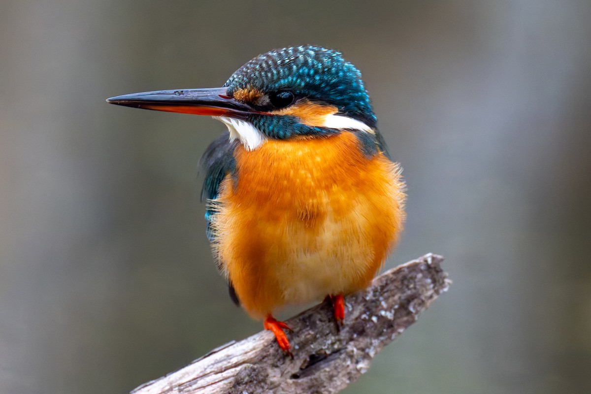 Common Kingfisher - ML647891401