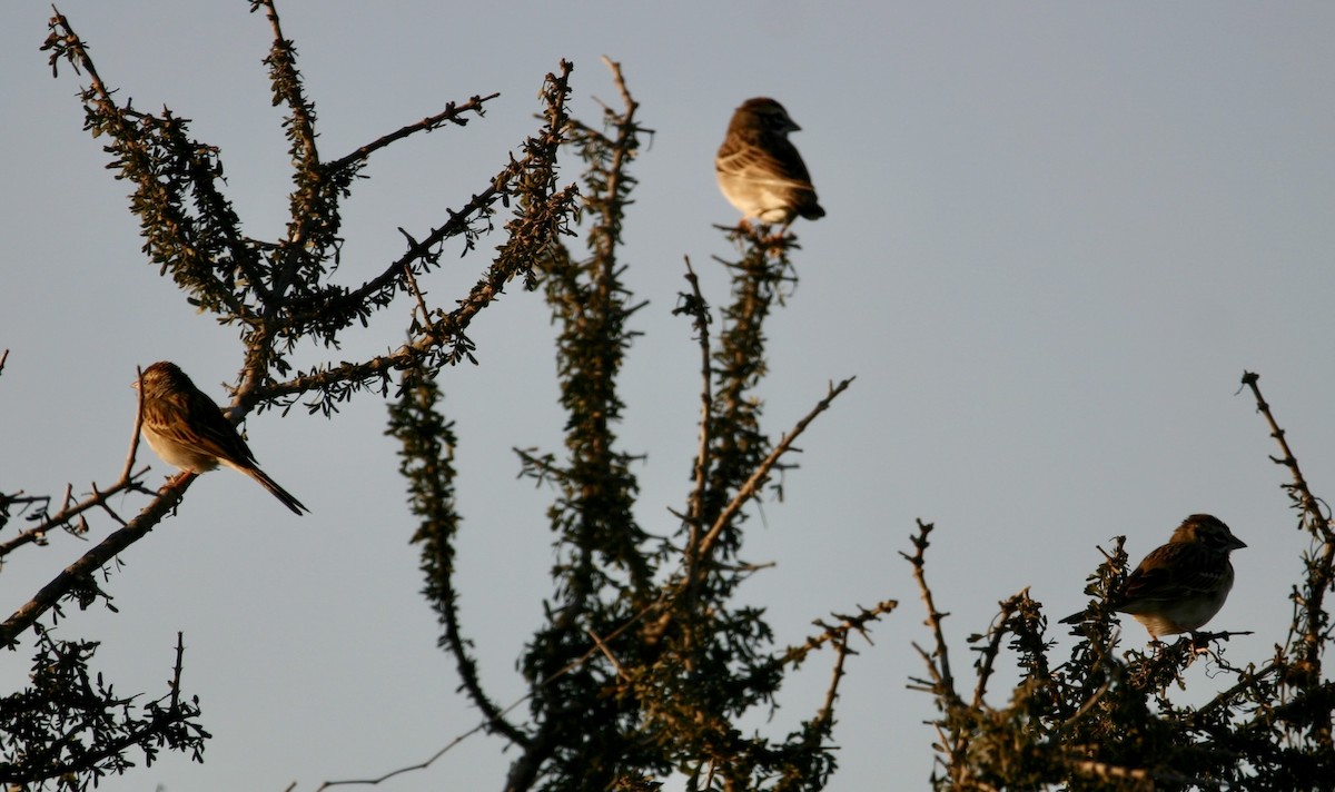 Lark Sparrow - ML647891402