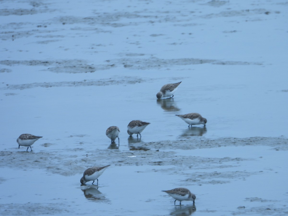 Dunlin - ML647891403