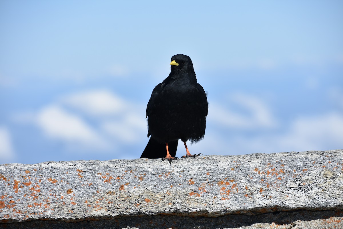 Yellow-billed Chough - ML647891404